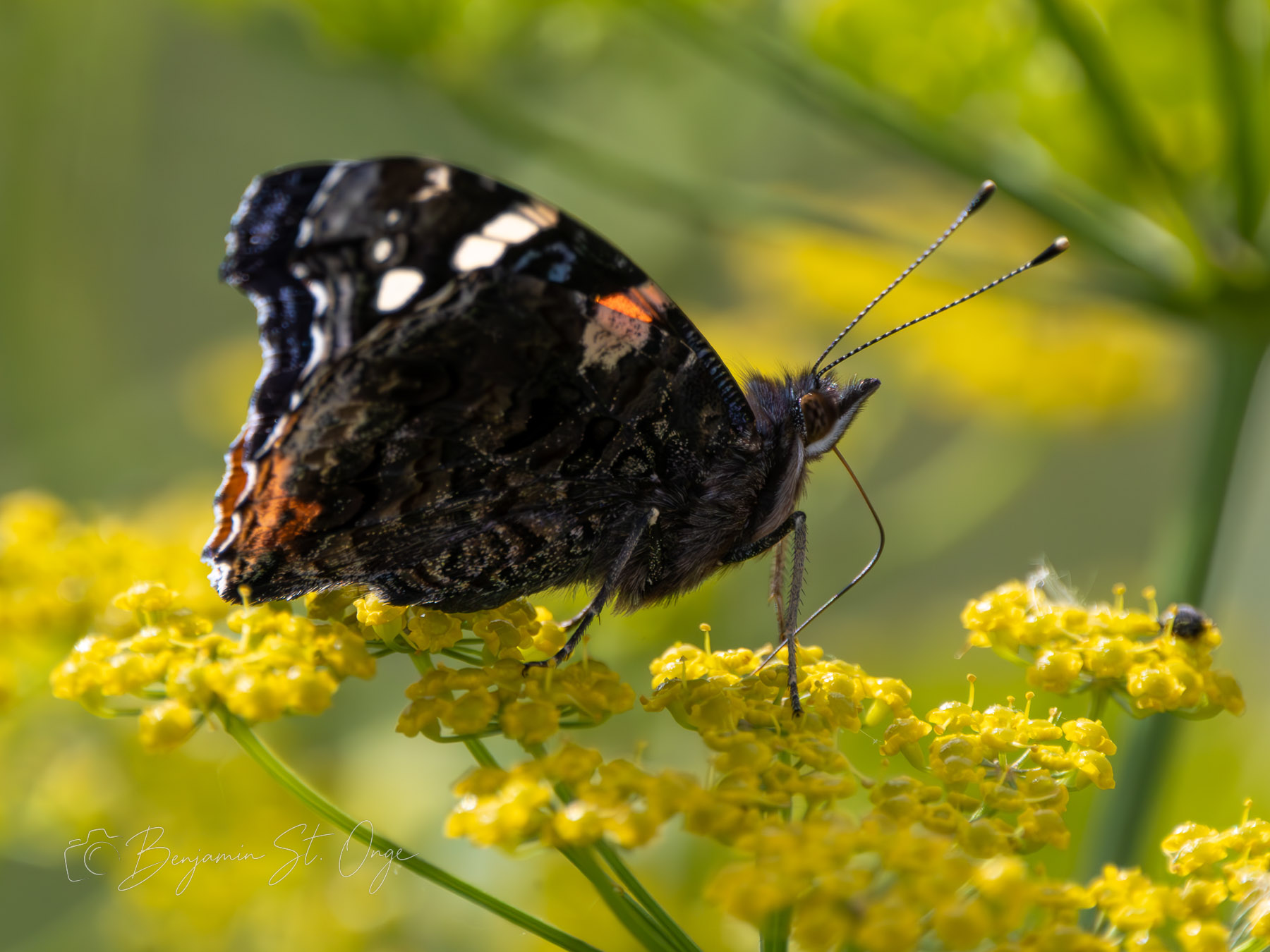 Intimate Butterfly