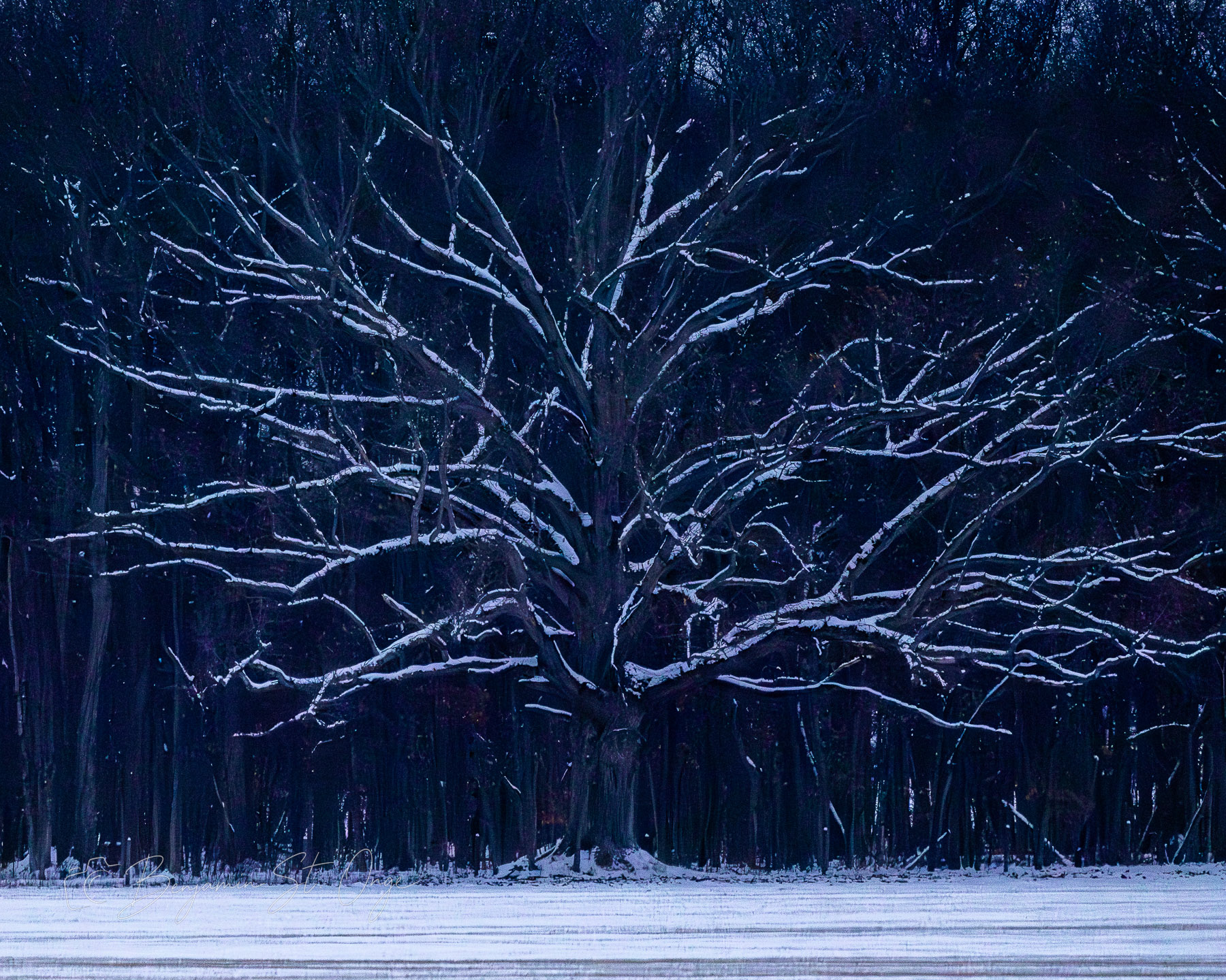 Dark Winter