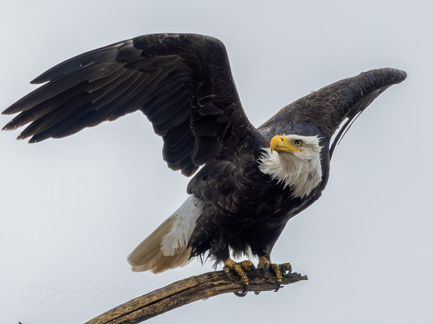 Soaring Eagles