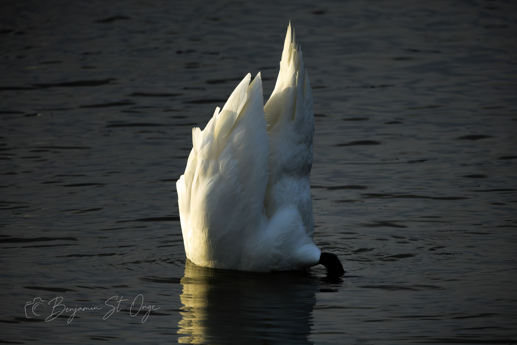 First Light