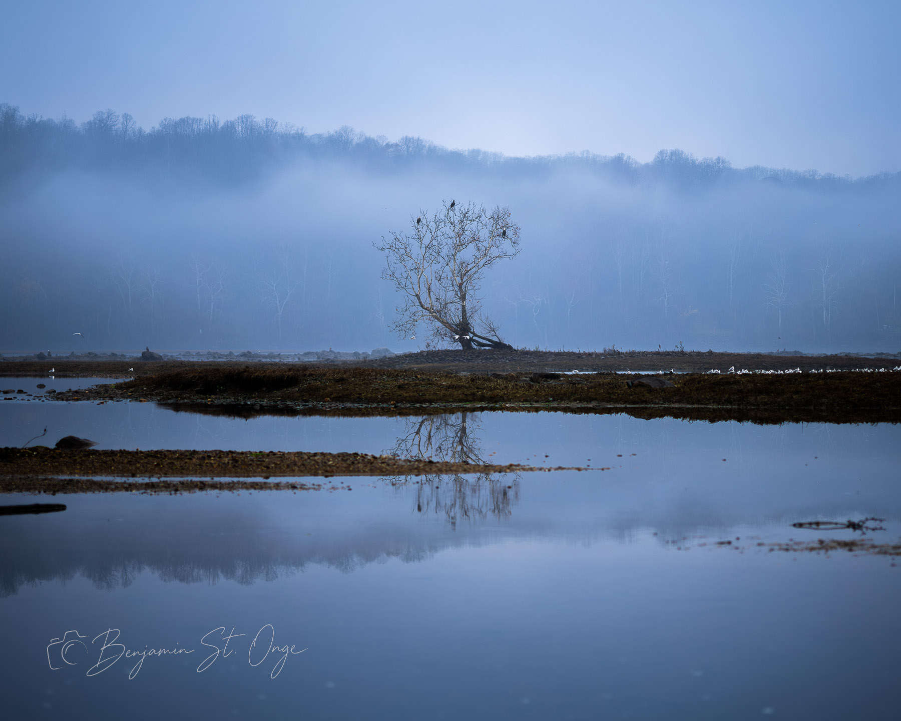 Blue Fog Tree