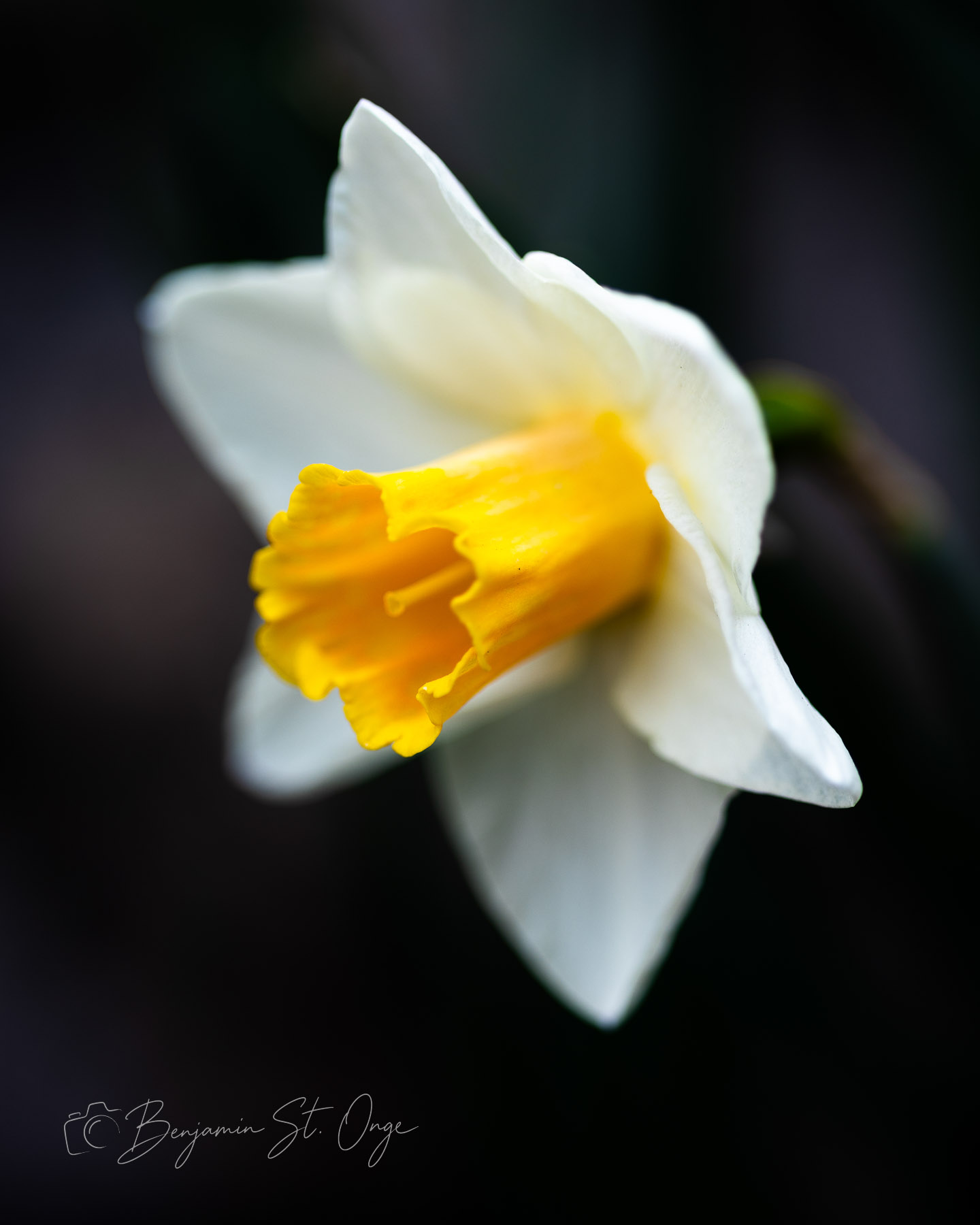 In Bloom