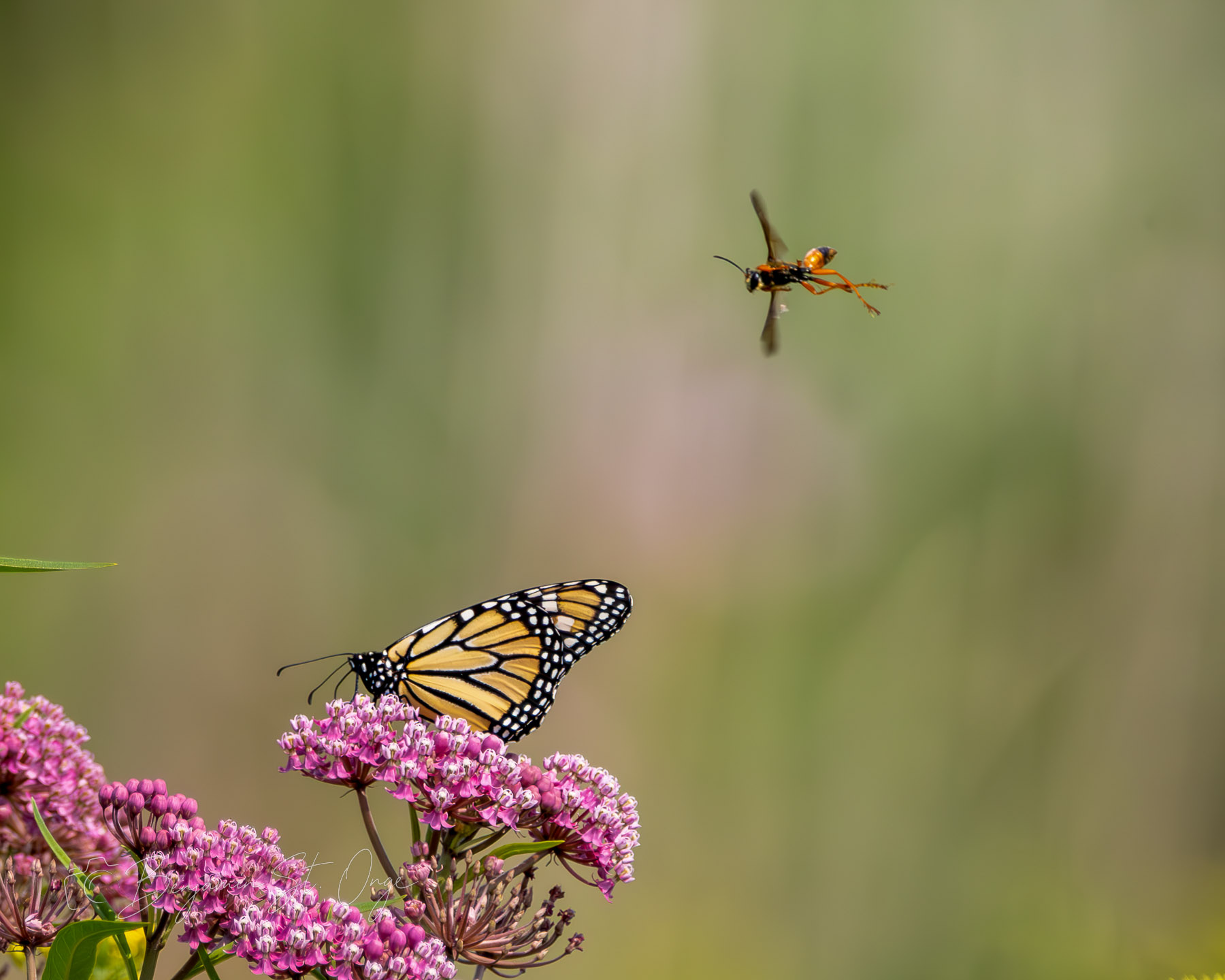 The Bee and Butterfly