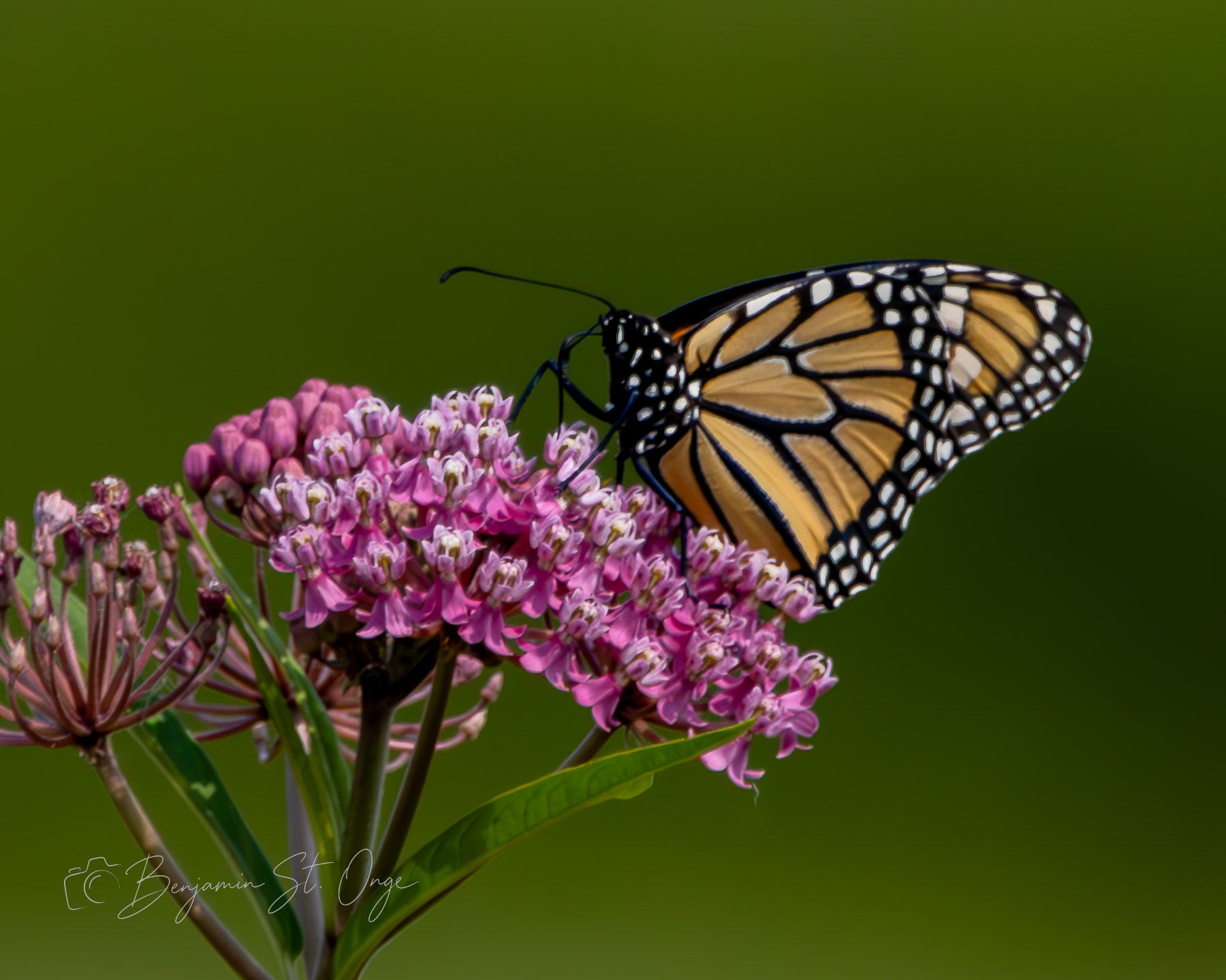 Monarch